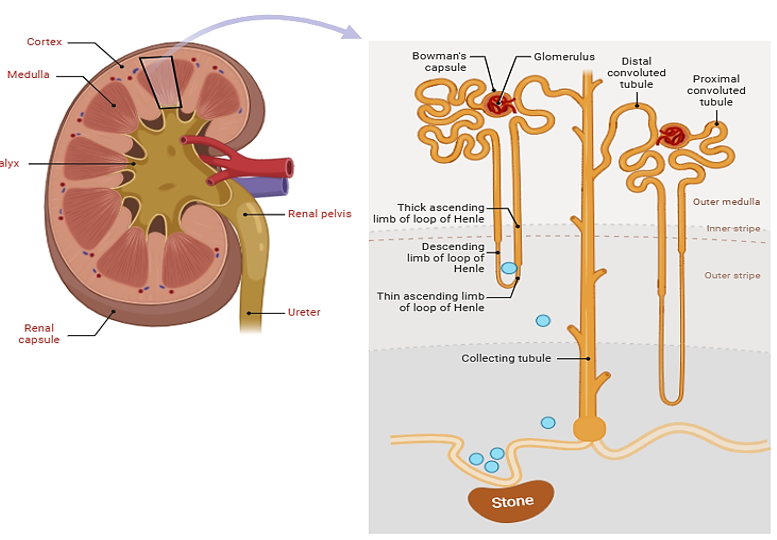 Graphical abstract